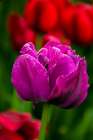 Pennsylvania-Longwood Gardens Tulip flower close-up Art Print